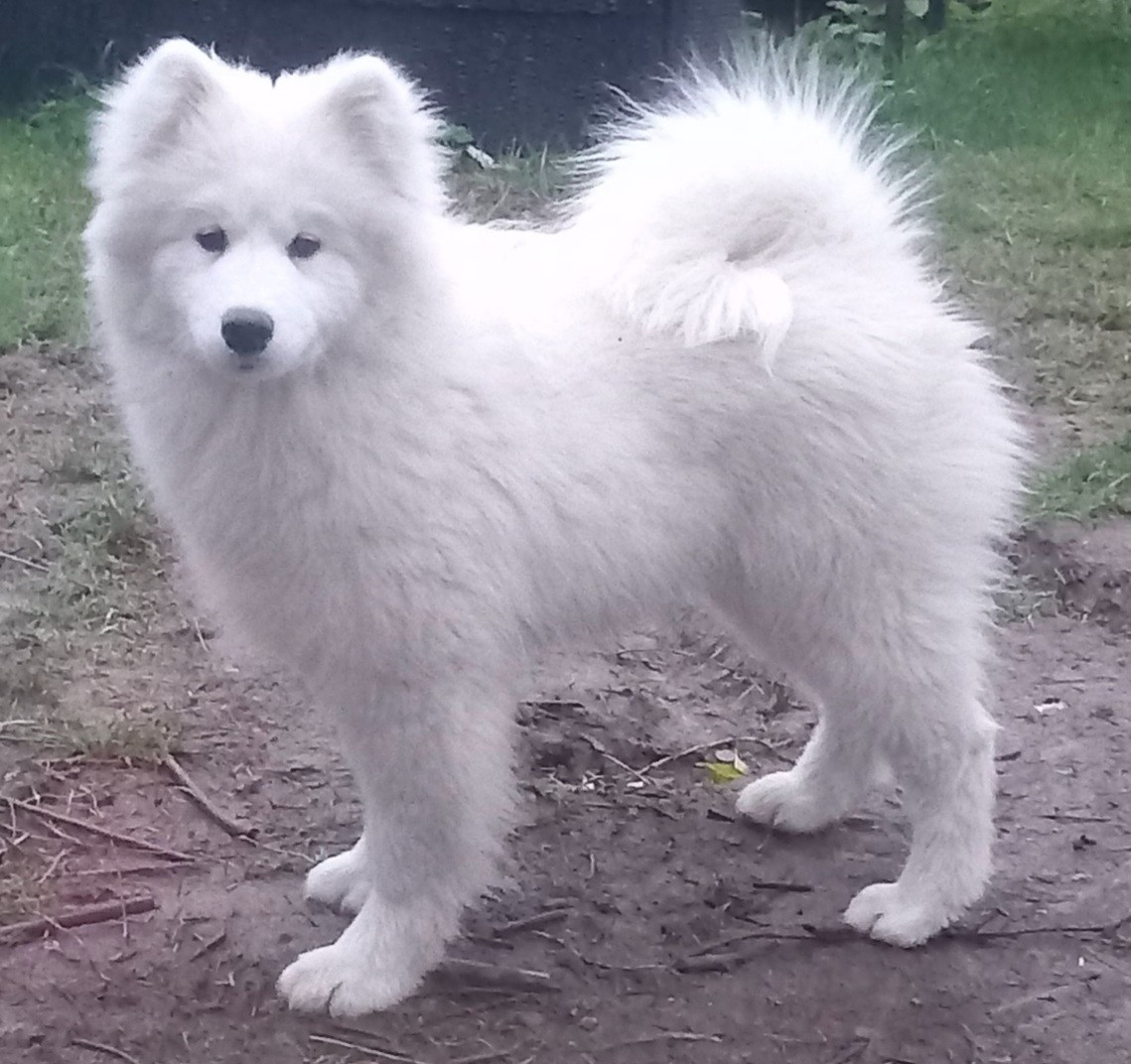 Another Story Thalie of Karasea