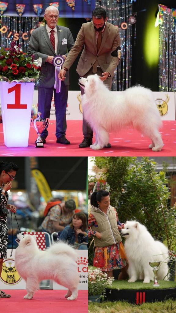 Expositions Canines Juillet