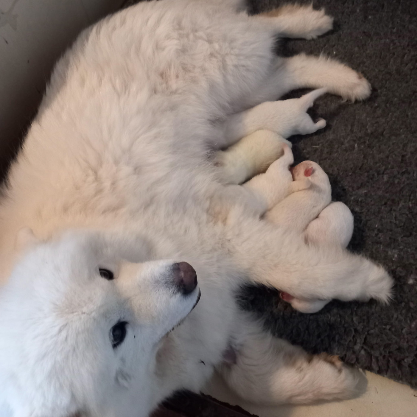 of Karasea - Samoyède - Portée née le 30/01/2026