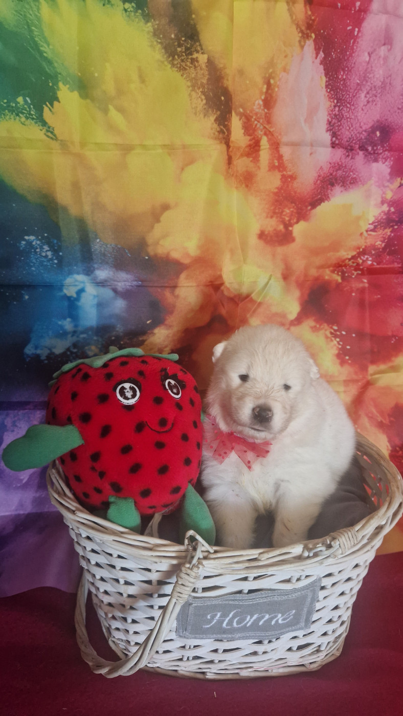 of Karasea - Chiots disponibles - Samoyède