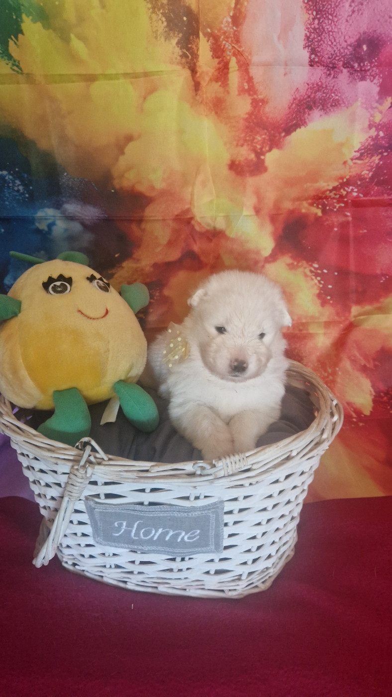 of Karasea - Chiots disponibles - Samoyède