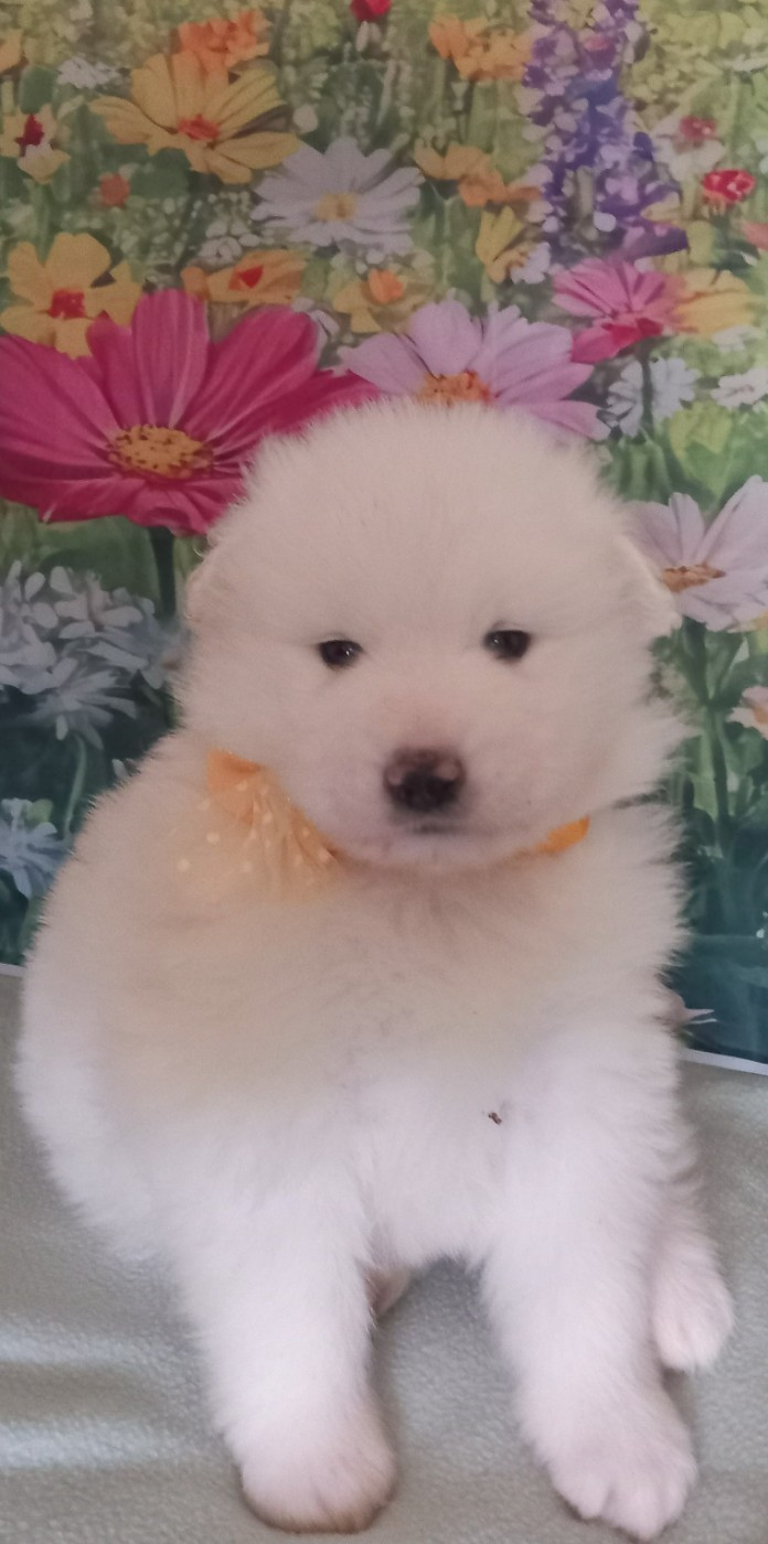 of Karasea - Chiots disponibles - Samoyède