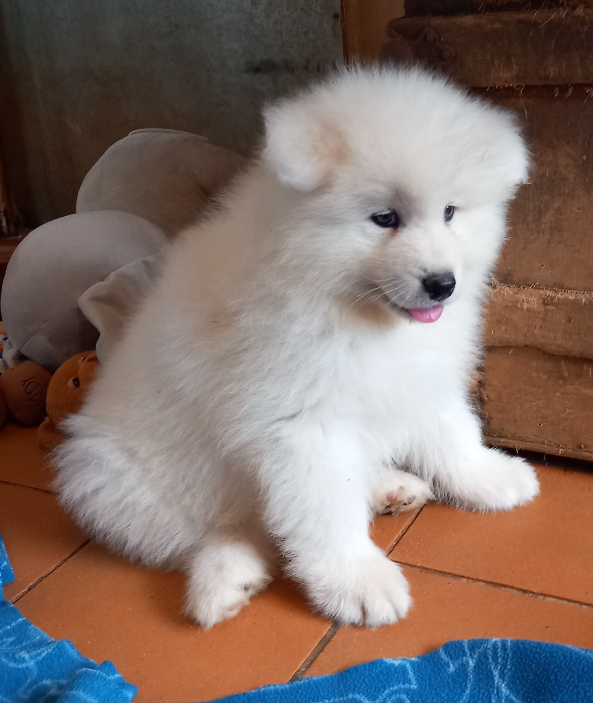 of Karasea - Chiots disponibles - Samoyède