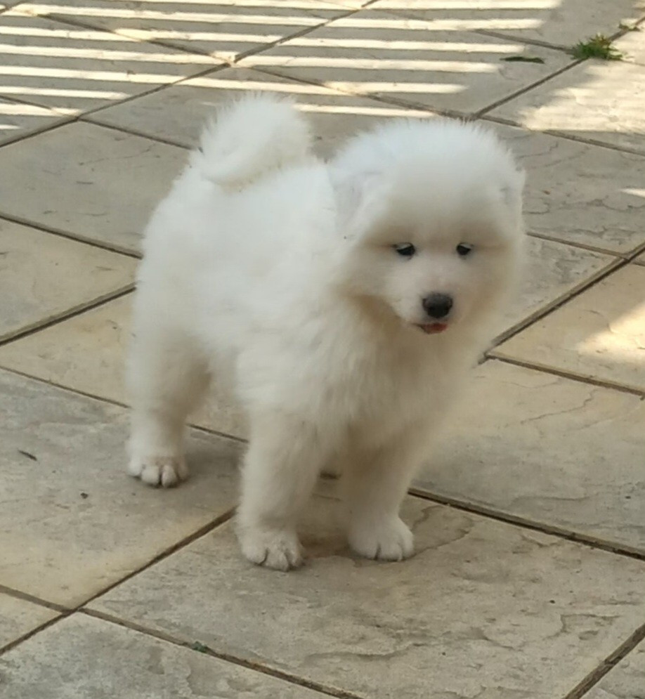 of Karasea - Chiots disponibles - Samoyède
