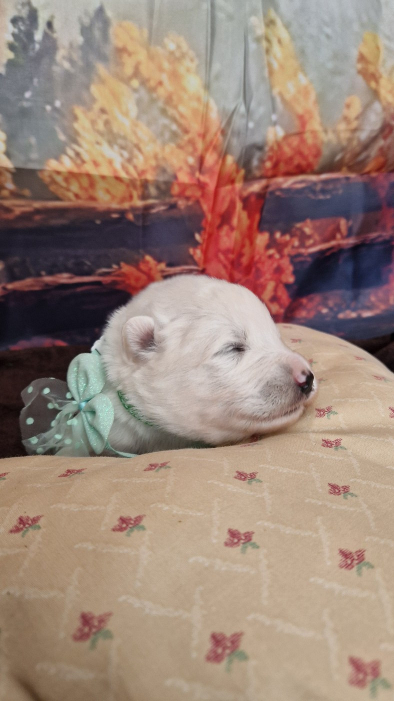 of Karasea - Chiots disponibles - Samoyède