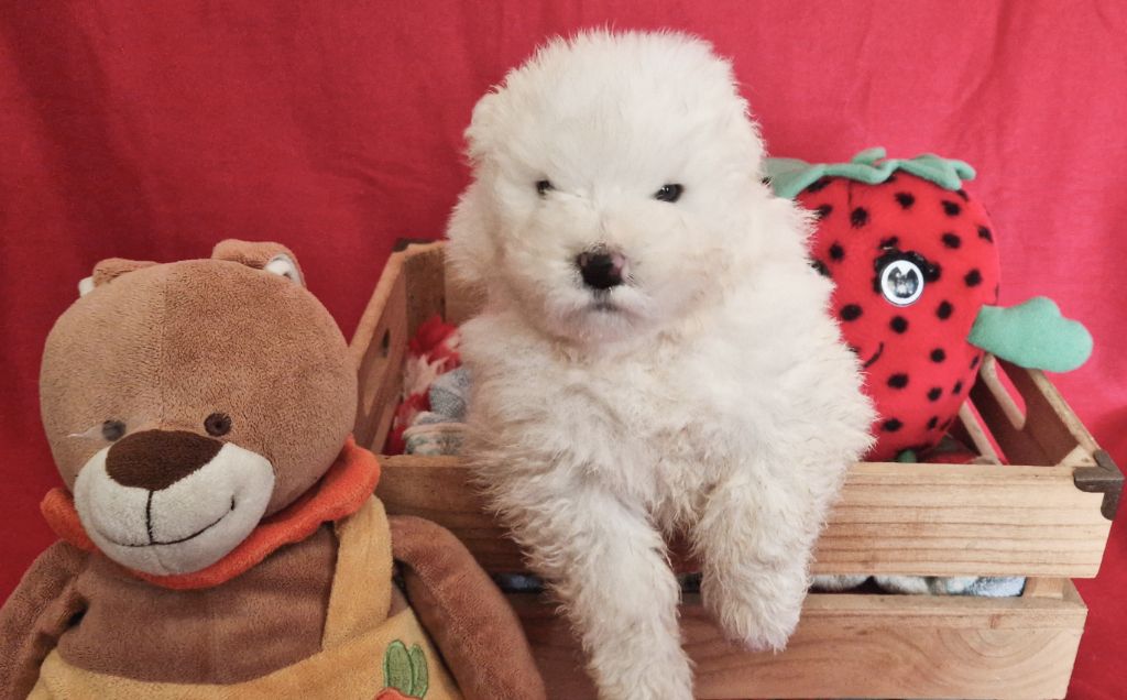 of Karasea - Chiots disponibles - Samoyède