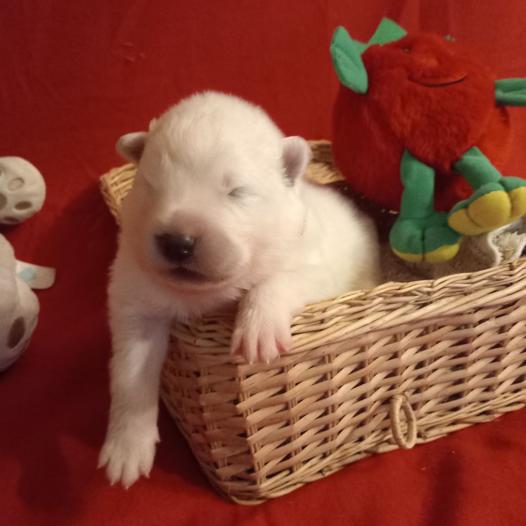 of Karasea - Chiots disponibles - Samoyède