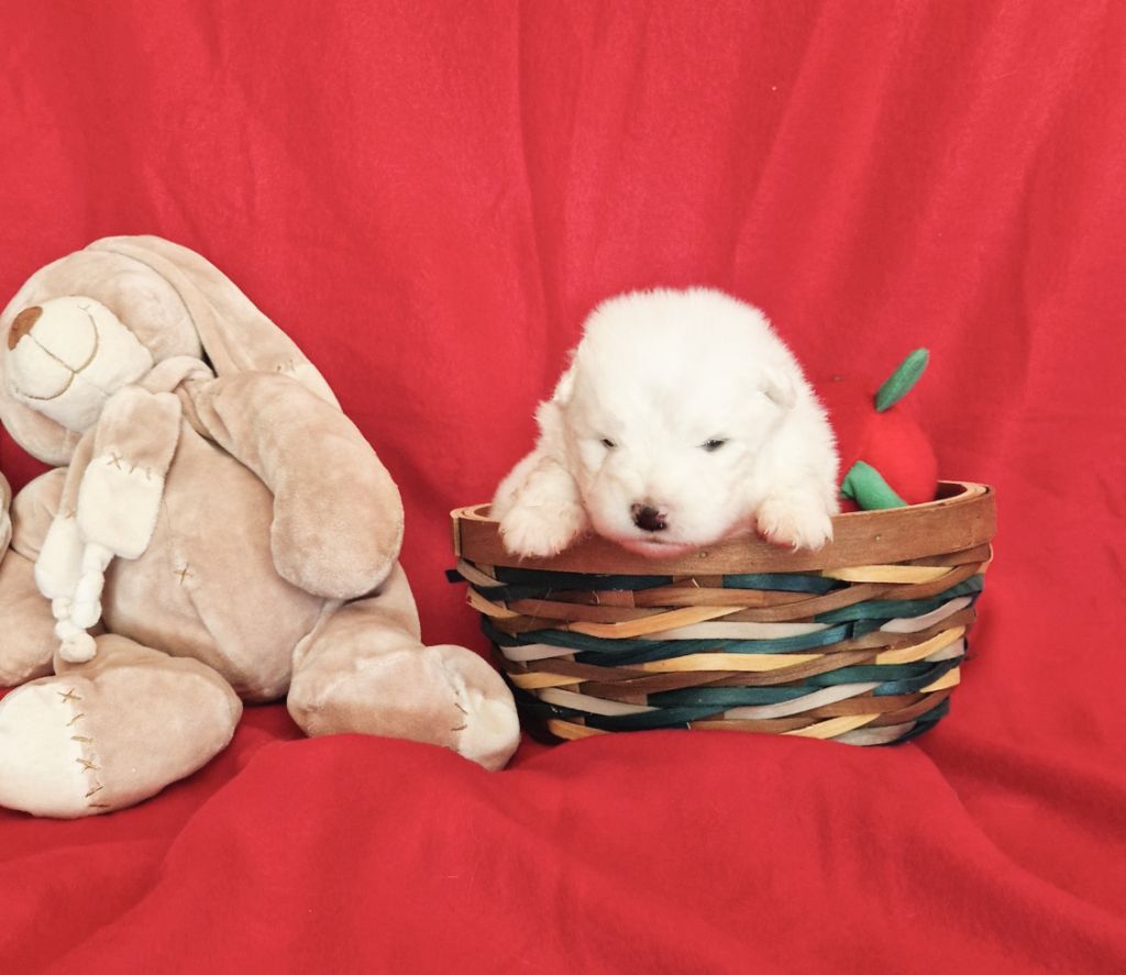 of Karasea - Chiots disponibles - Samoyède