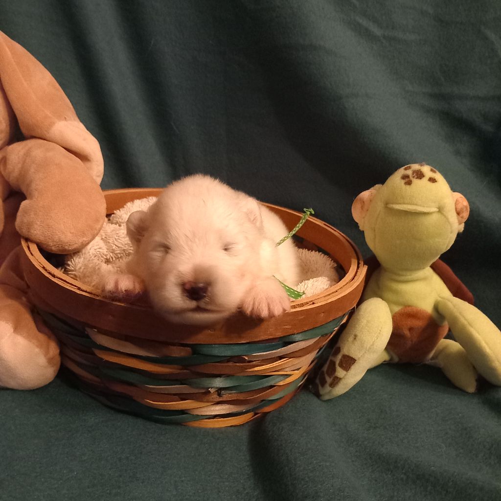 of Karasea - Chiots disponibles - Samoyède