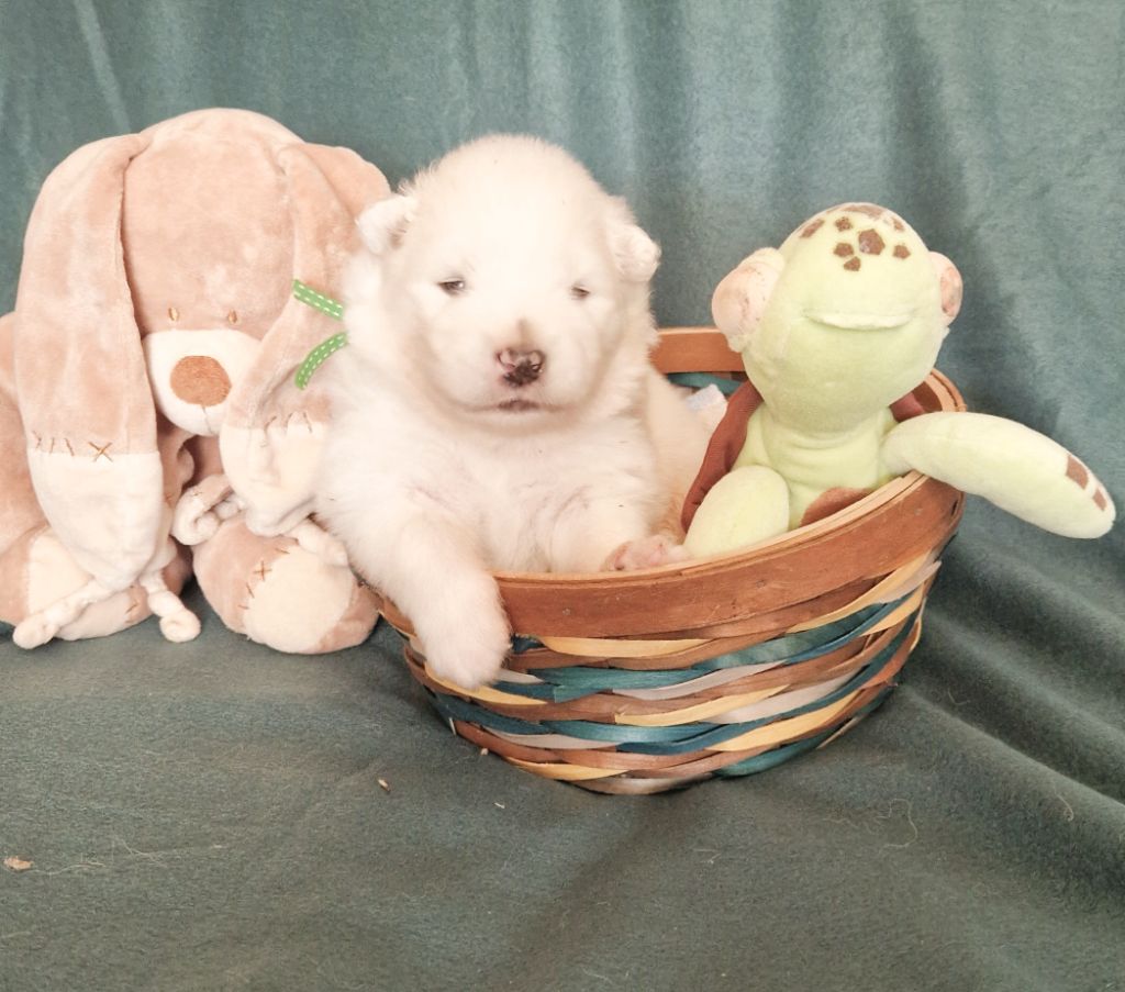 of Karasea - Chiots disponibles - Samoyède