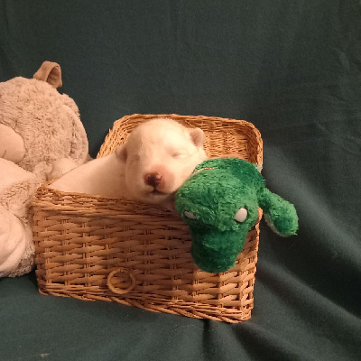 CHIOT 5