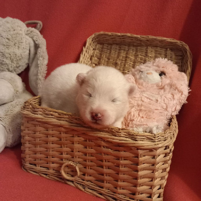 CHIOT 8