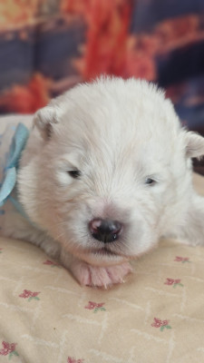 CHIOT 1