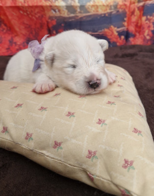 CHIOT 2