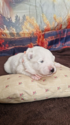 CHIOT 3