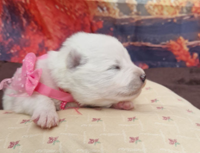 CHIOT 4