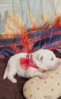 CHIOT 6