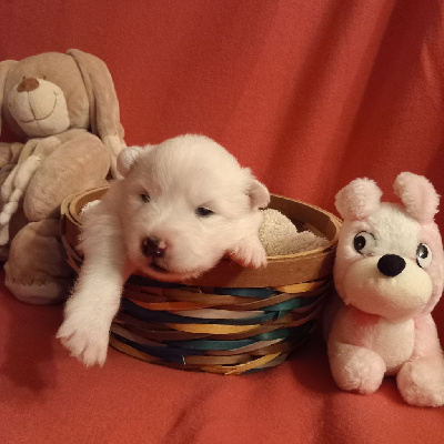 CHIOT