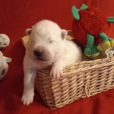 CHIOT 2
