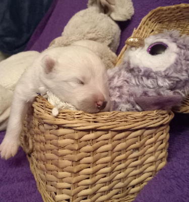 CHIOT 7