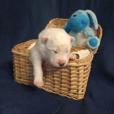 CHIOT 6
