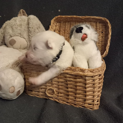 CHIOT 4