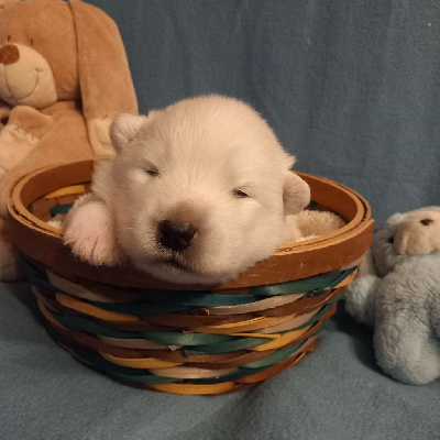 CHIOT