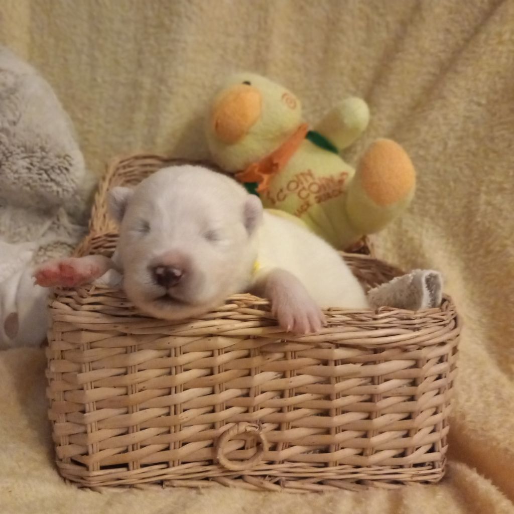 of Karasea - Chiots disponibles - Samoyède