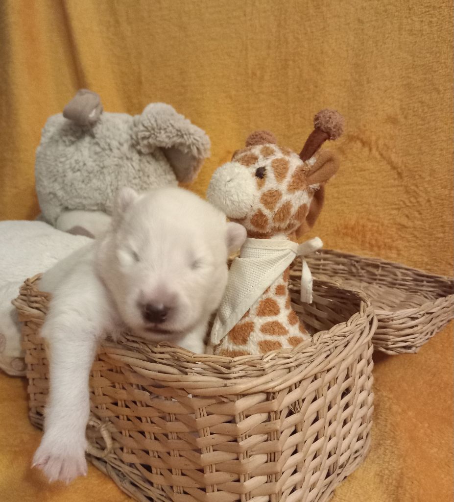 of Karasea - Chiots disponibles - Samoyède