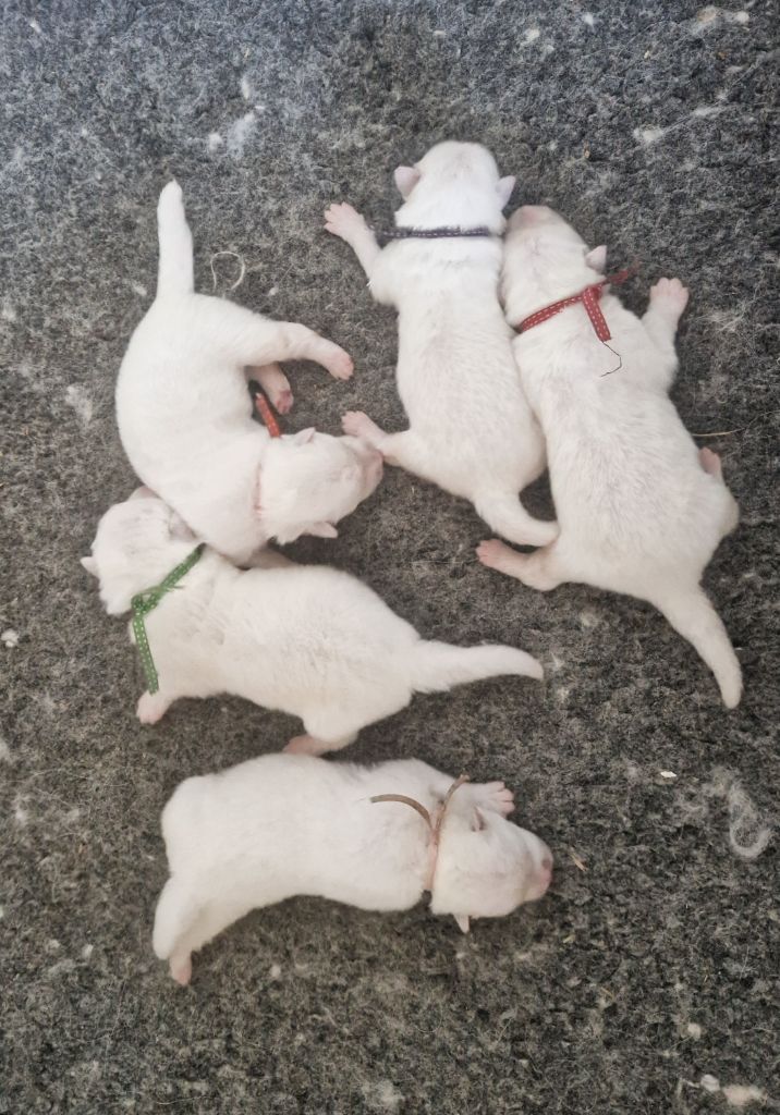 of Karasea - Chiots disponibles - Samoyède